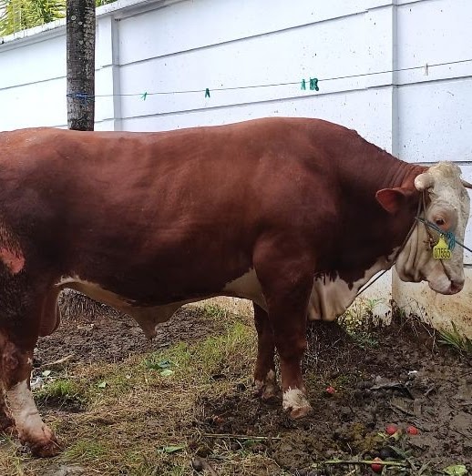 10 Keutamaan Berqurban, Serta Kebaikan untuk Sohibul Qurban