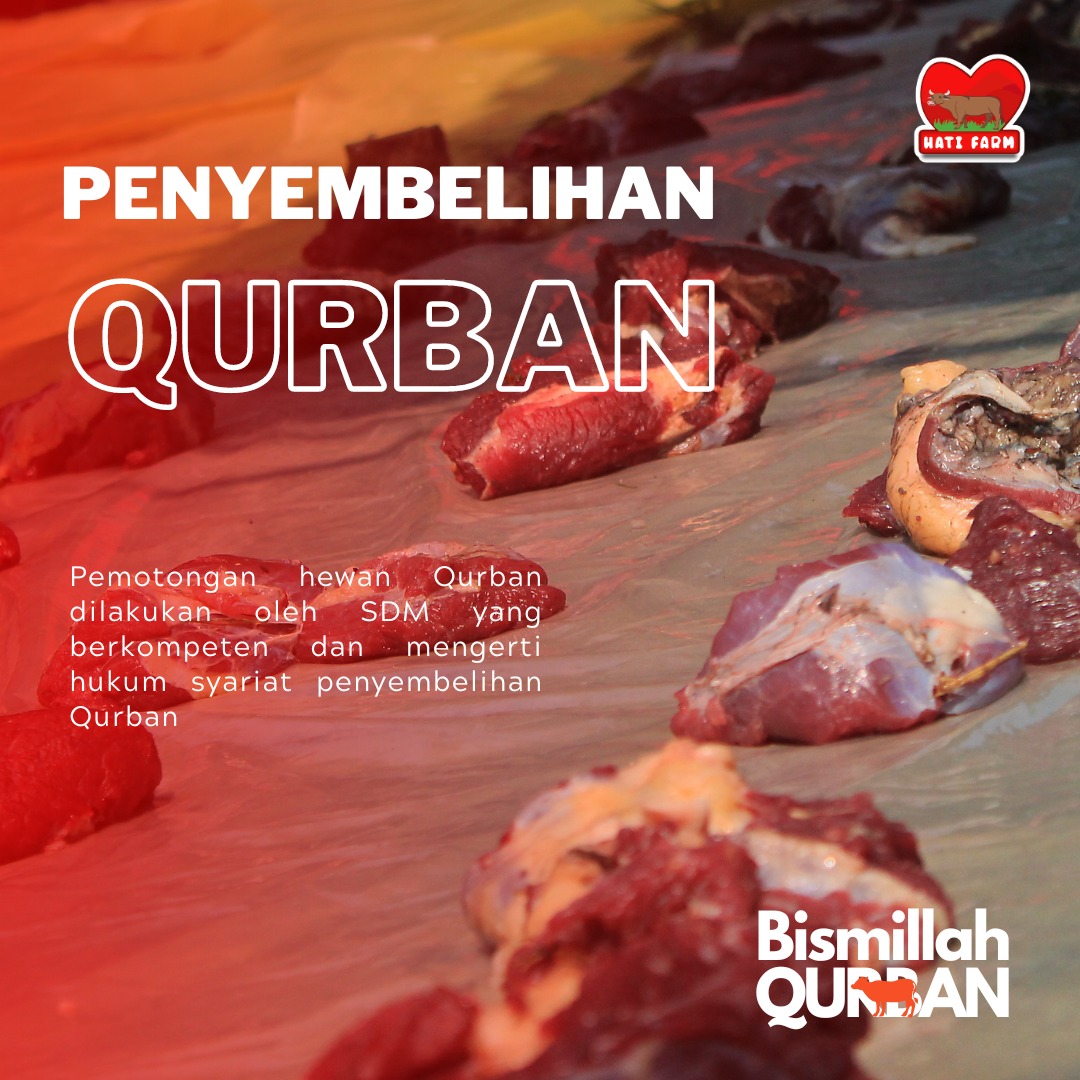 Penyembelihan Qurban Penyembelihan Qurban